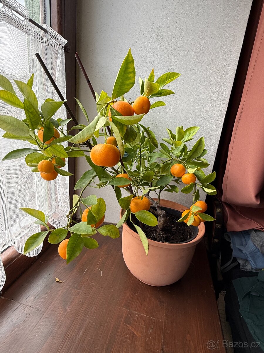 Mandarinka aktuální foto