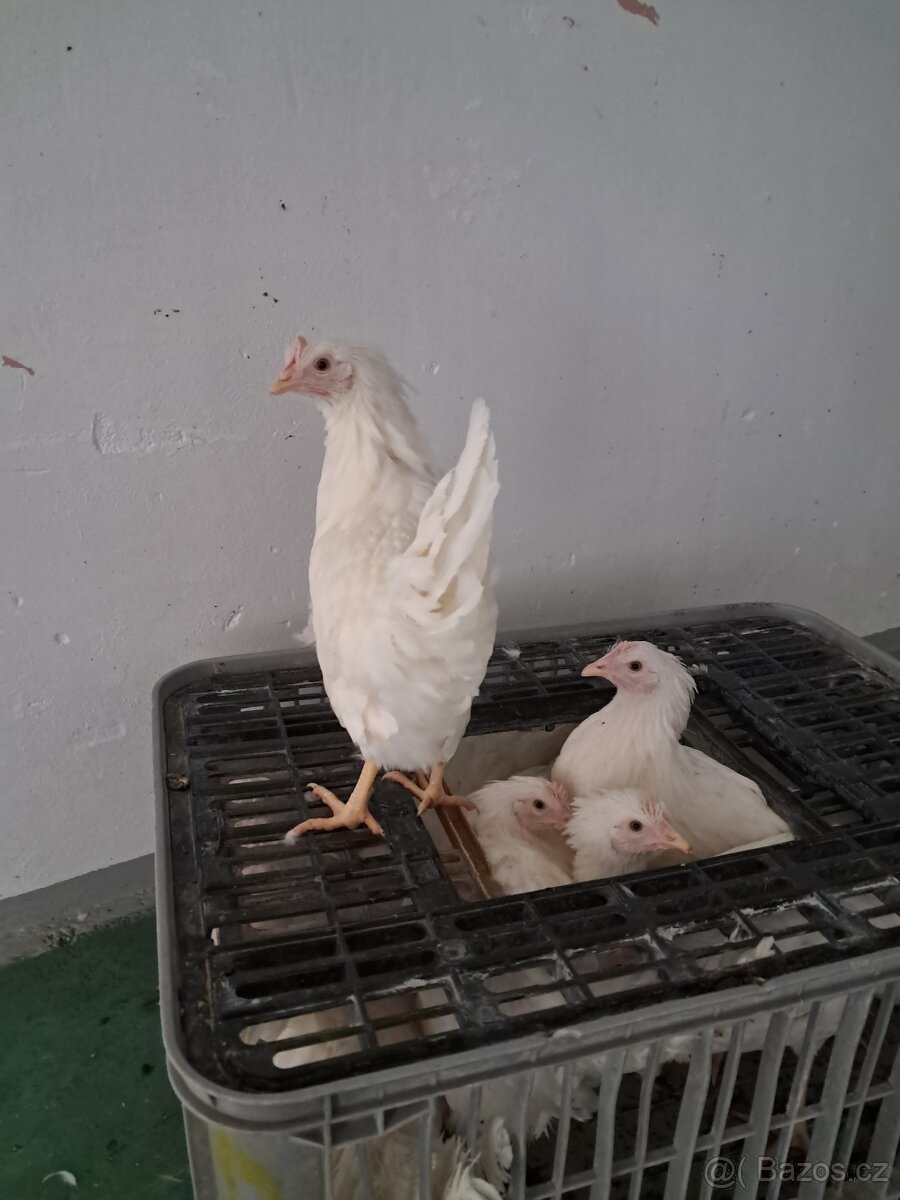Prodám kuřice