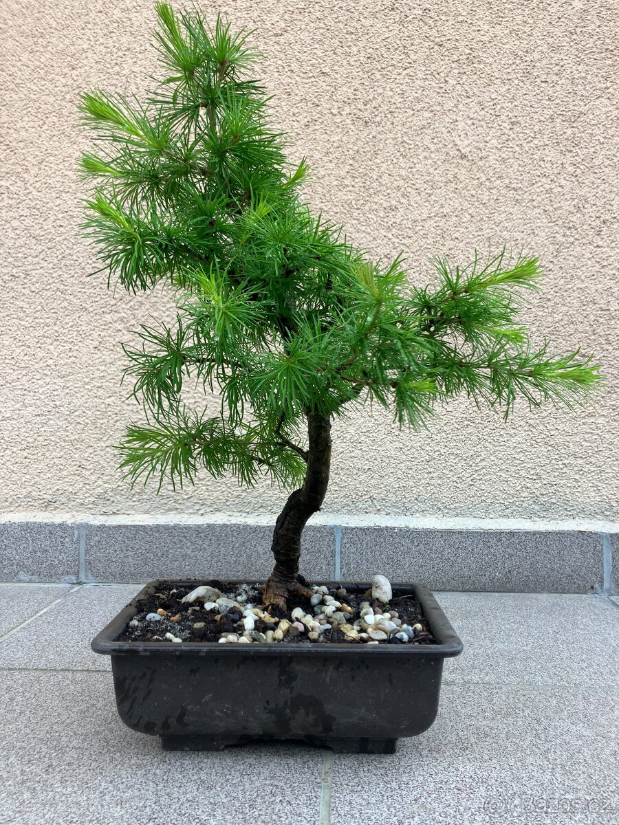 Bonsai, Bonsaj, jamadori, modřín
