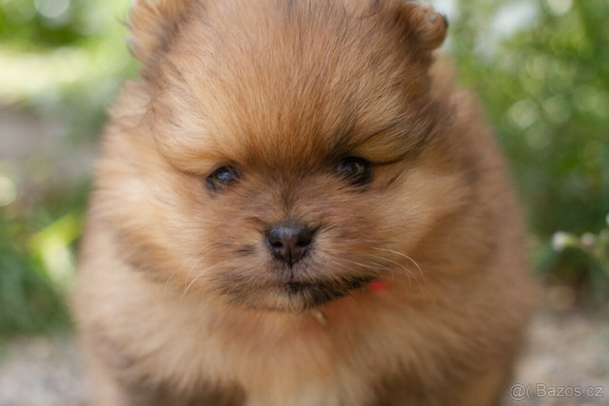 POMERANIAN