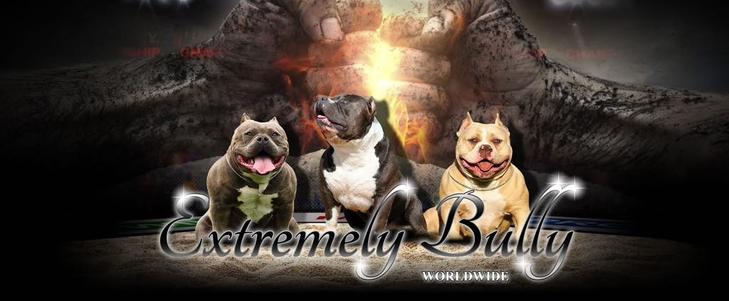 American bully extrém