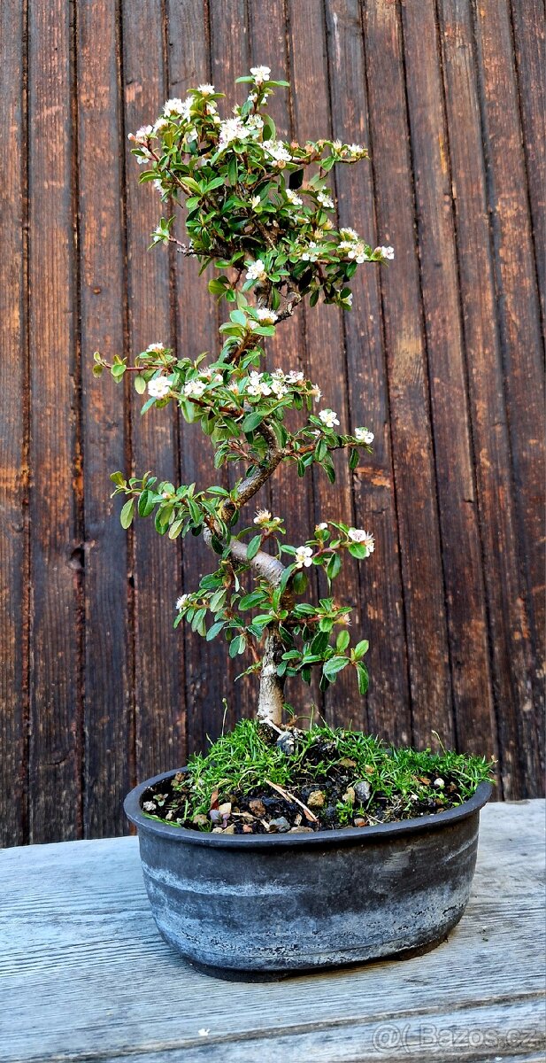 Pre-Bonsai, Bonsaj - Skkalnik, Cotoneaster dammeri - 3