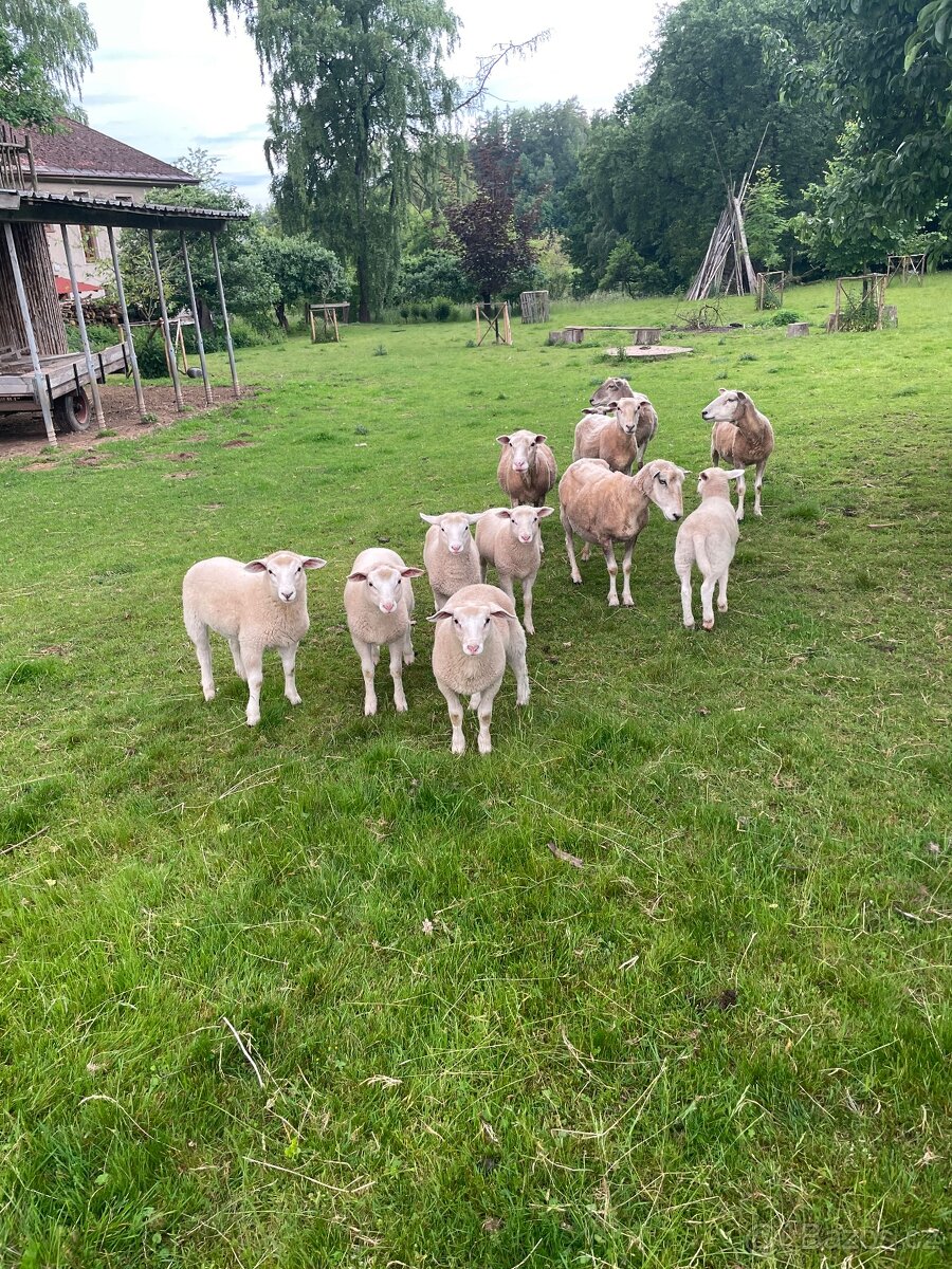 Jehňata texel