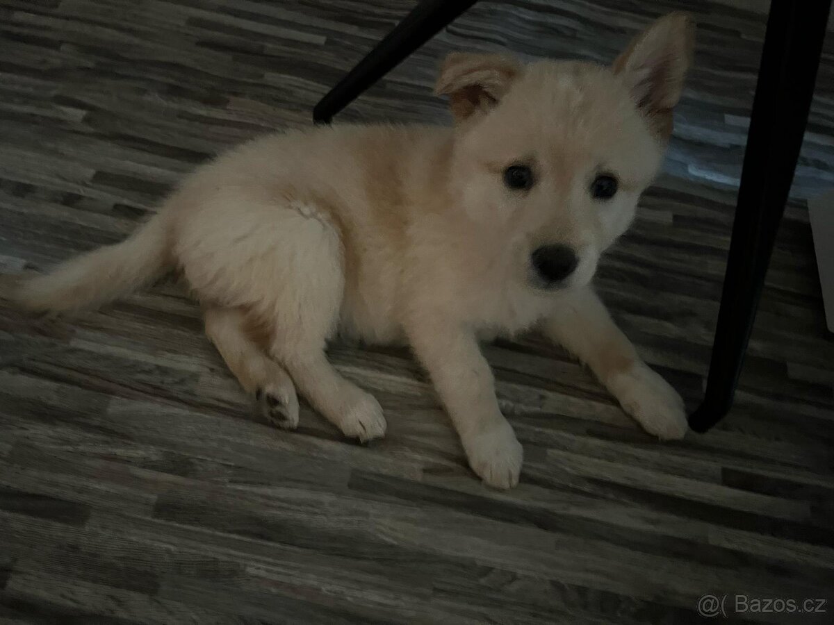Zlatý retrívr/labrador