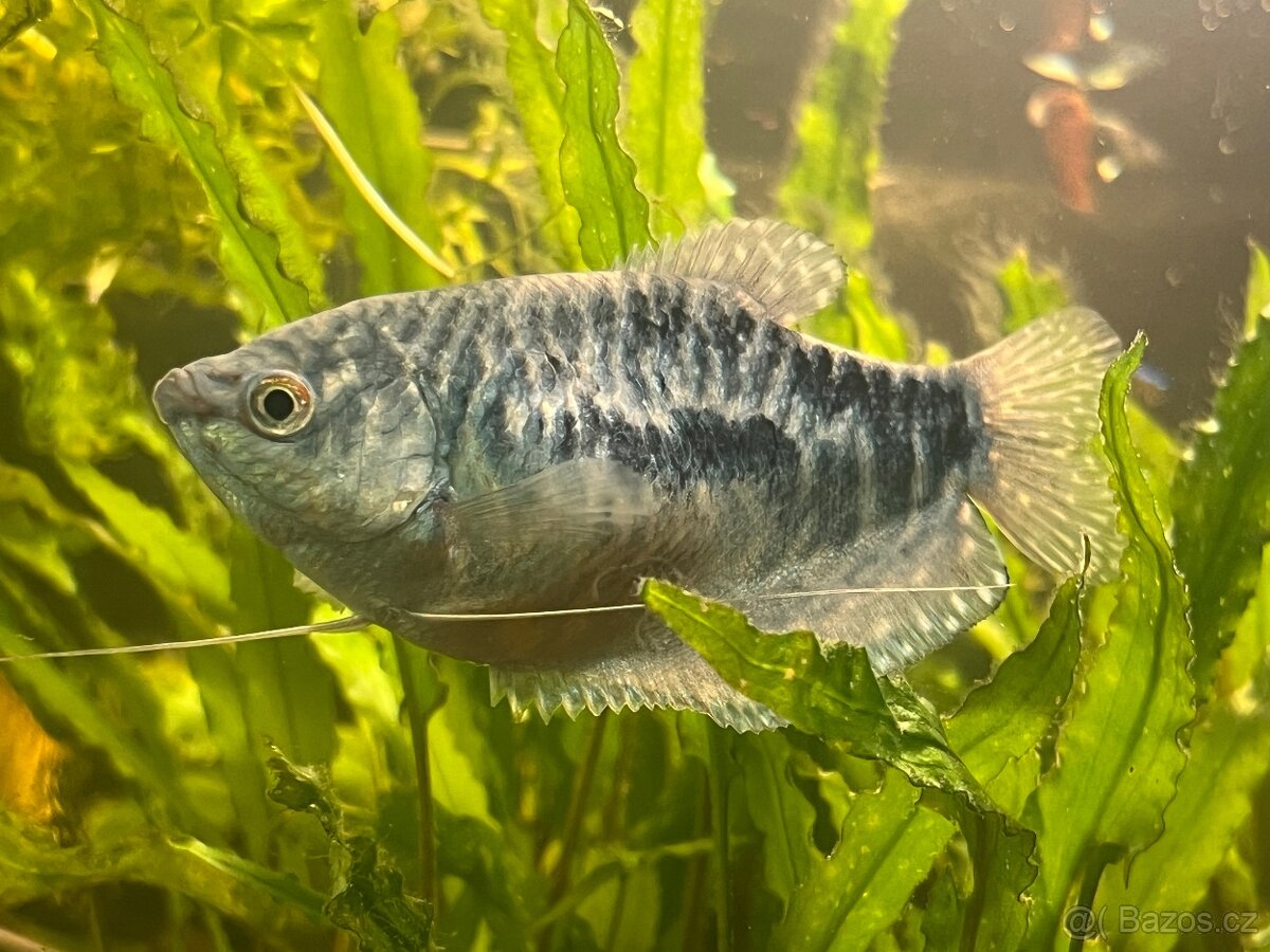 Čichavec modrý - Trichopodus trichopterus sumatranus 15cm