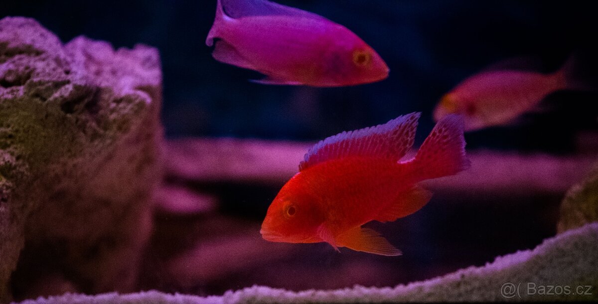 Akvarijní rybičky-Tlamovci-Malawi,Viktoriino jezero