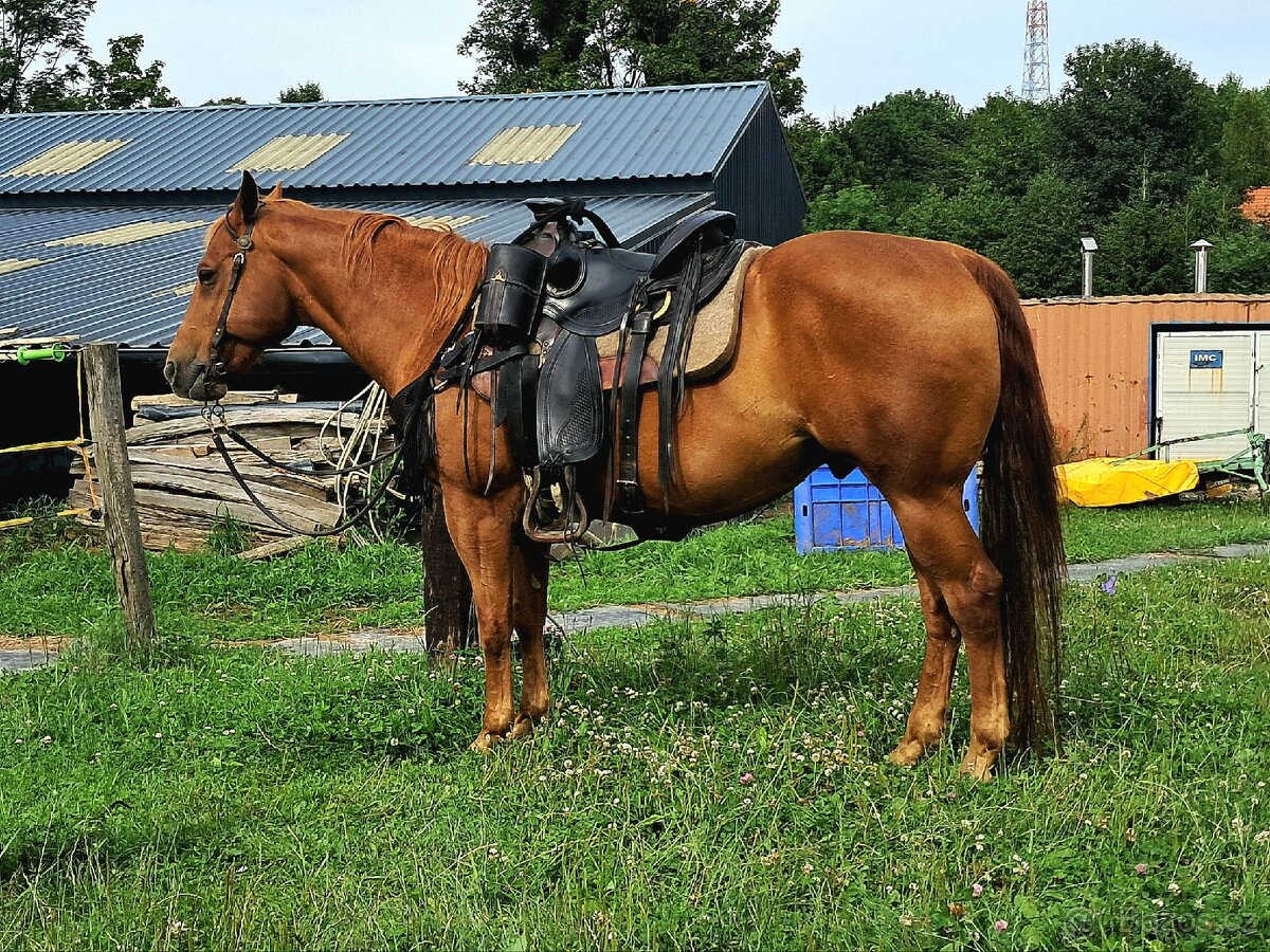 Valach Quarter horse