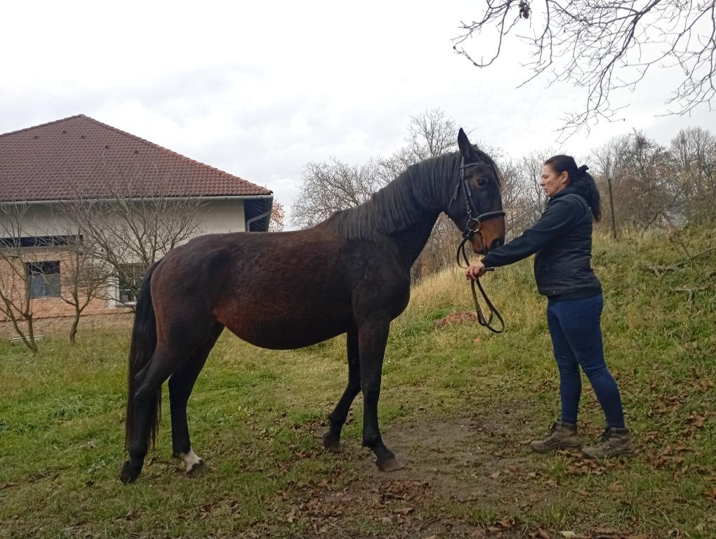 Kladrubska klisna 3,5 let