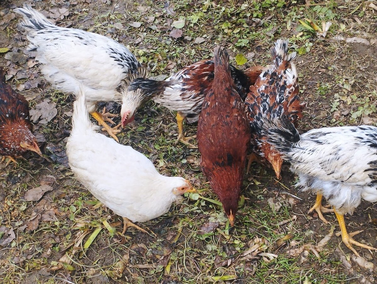 Prodám kuřice 20 týdnů.