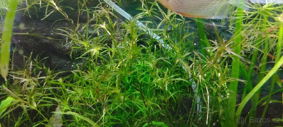 Řečanka guadalupská - Najas guadalupensis