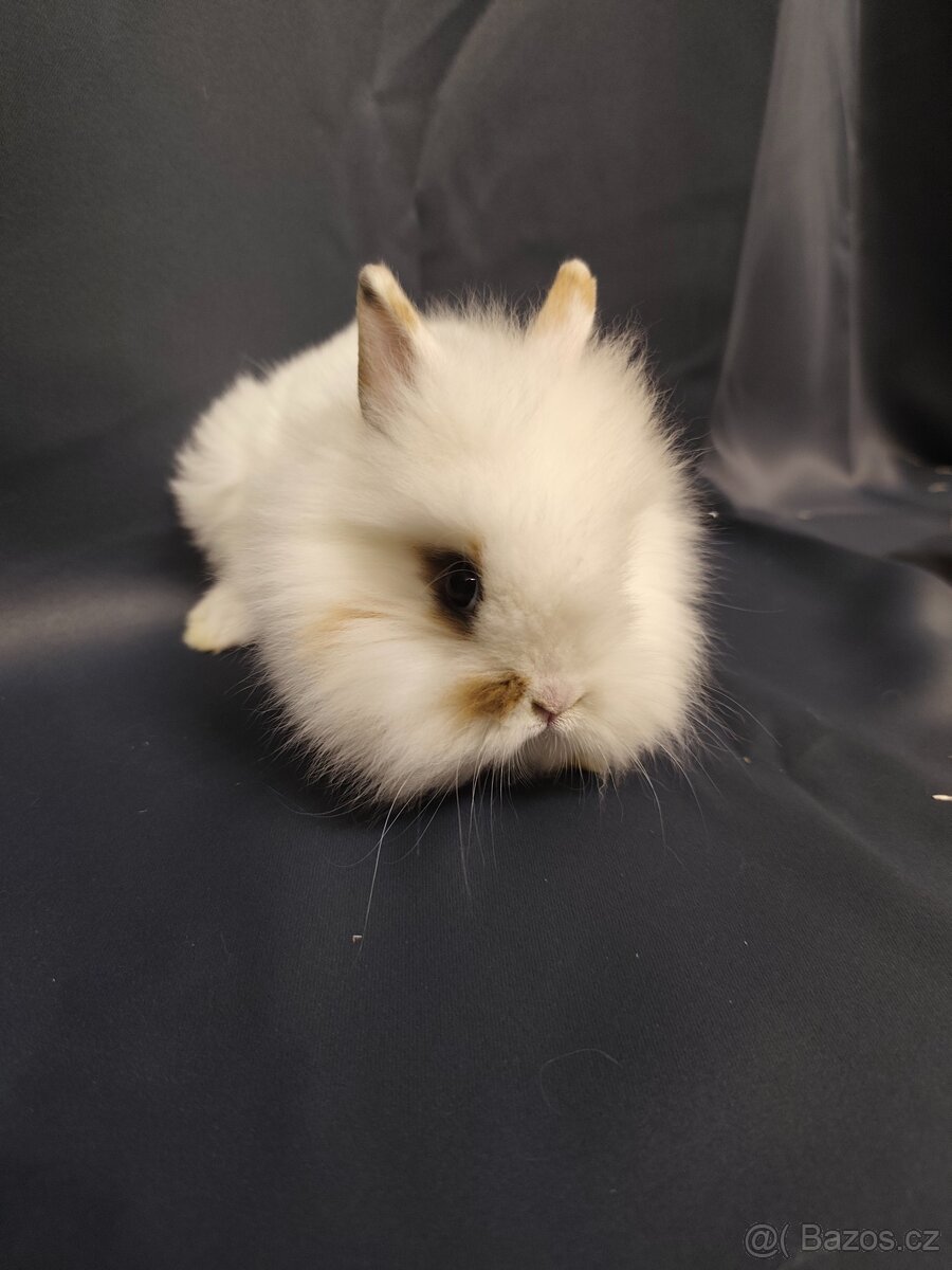 Vymazlení zakrslí králíčci - teddy, minilop, beranek, kratko