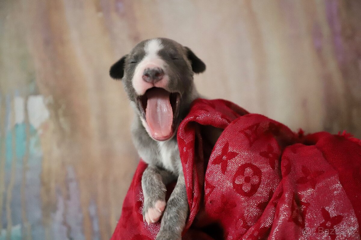 Whippet / Vipet s PP