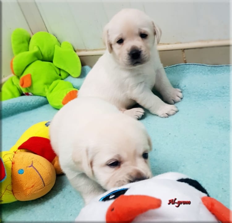 Labradorský retrívr