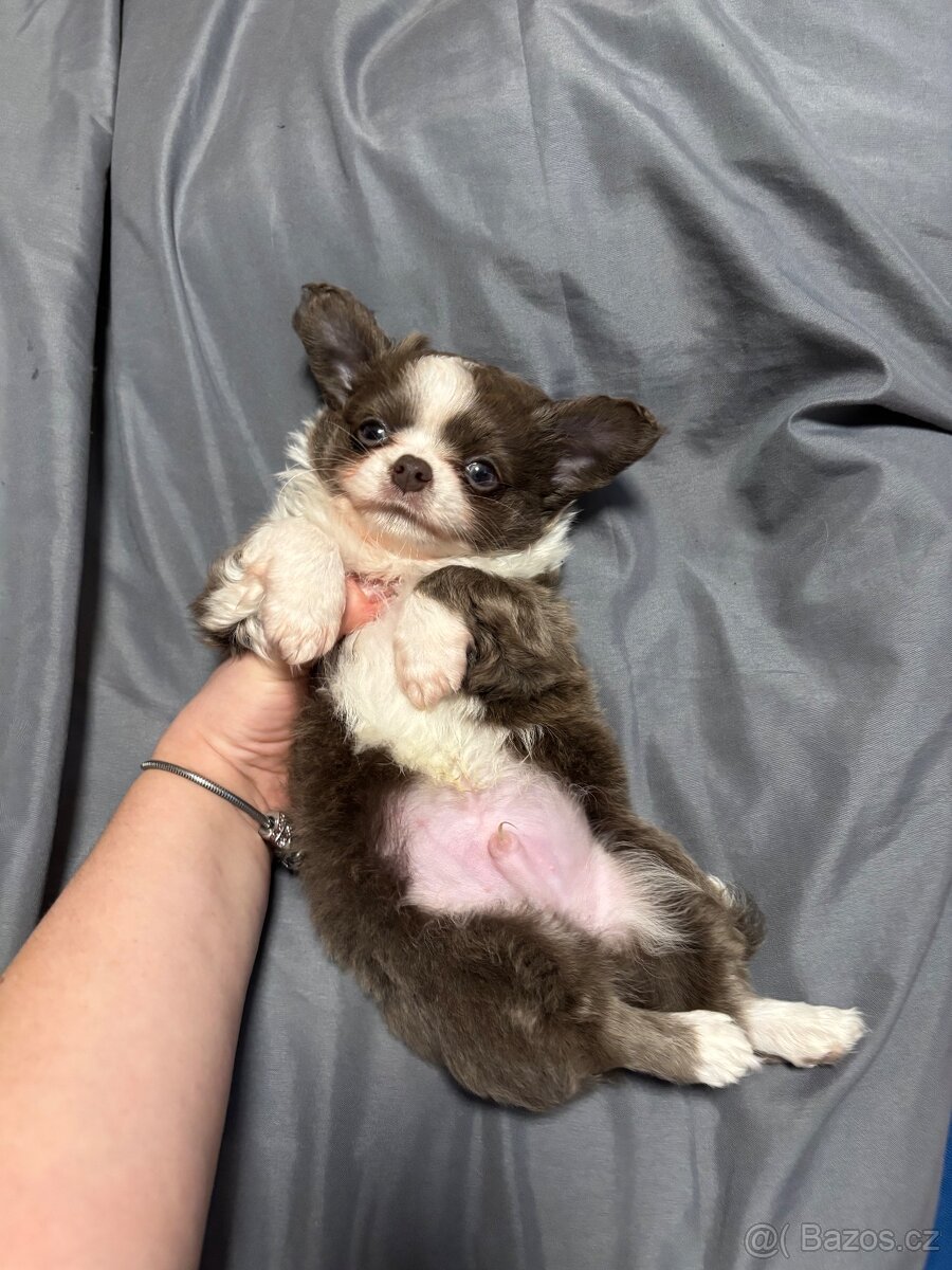 Chlapečkové čivava s PP FCI