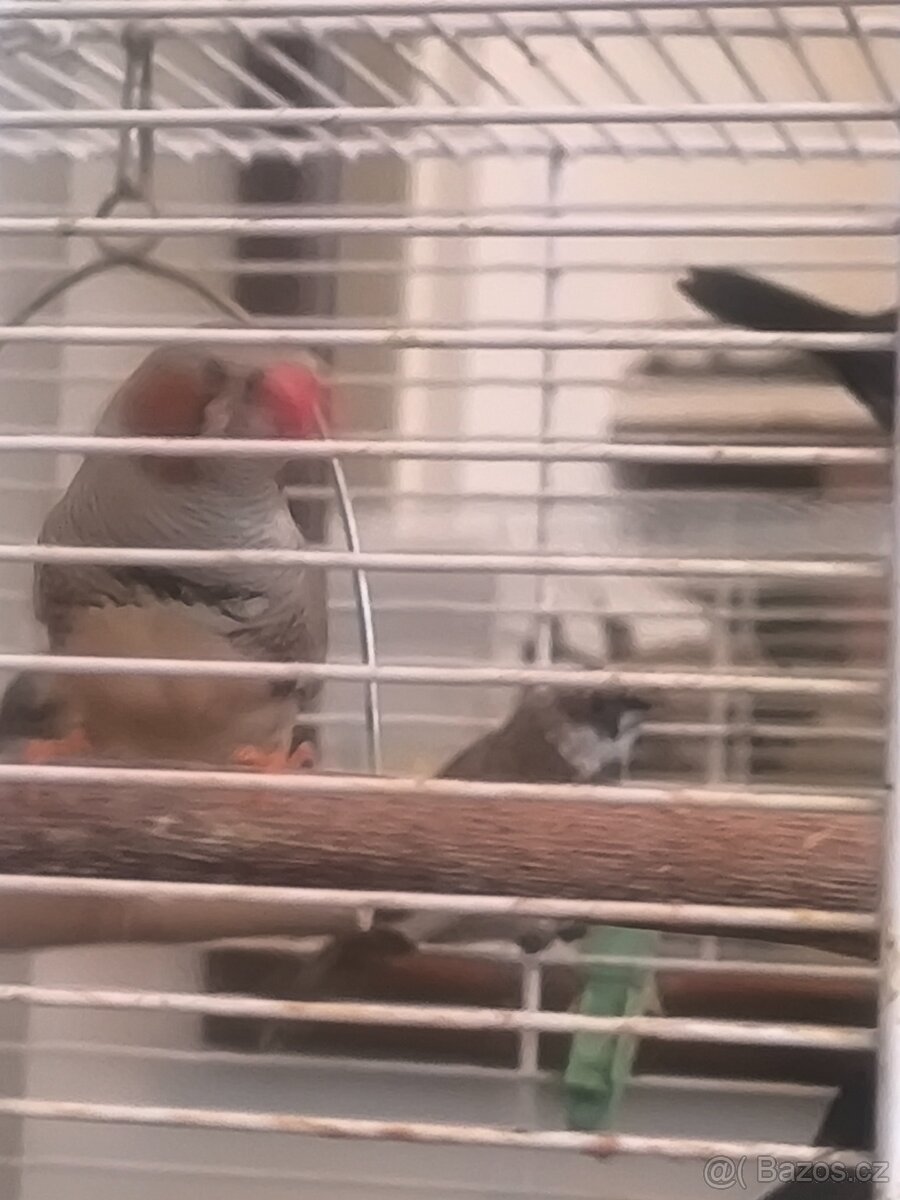 Prodám zebry chůvy,kanáři.