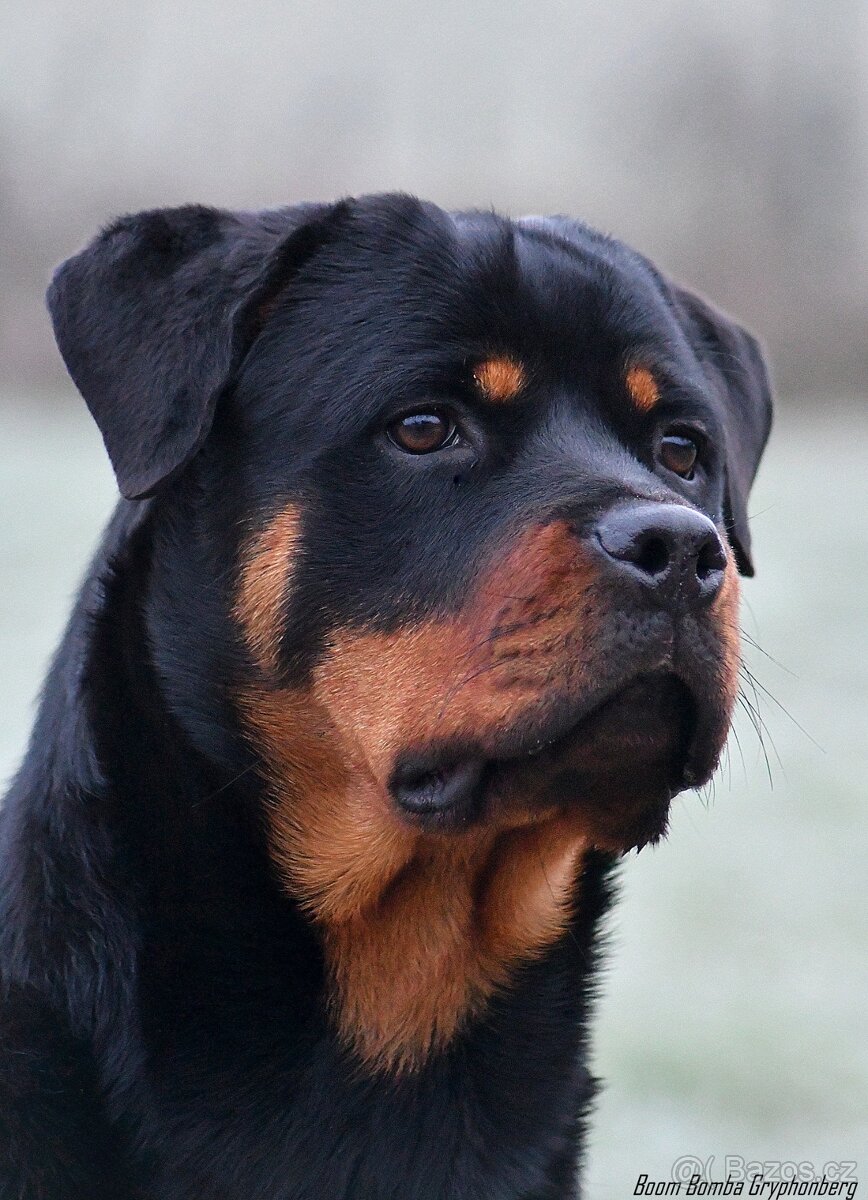 rotvajler - štěňata