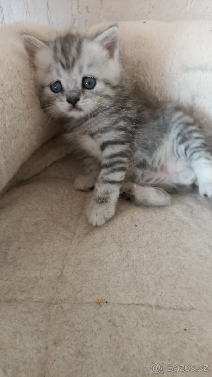 Britský stříbřitý kocourek whiskas s PP