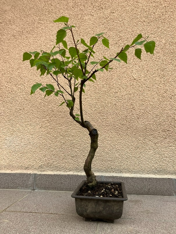 Bonsai, Bonsaj, jamadori, bříza bělokorá