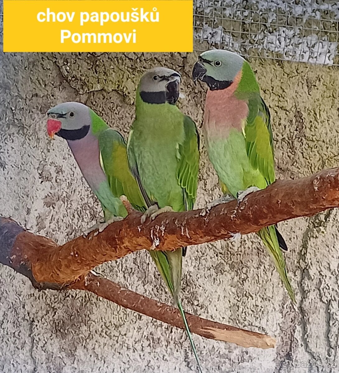 Alexandr růžový vousatý - pár včetně letošních mladých
