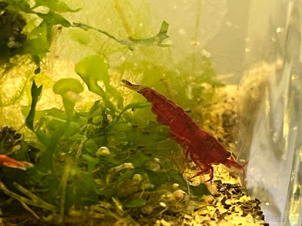 Krevetky červené Bloody mary - Neocaridina davidi