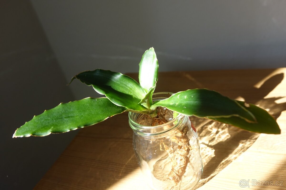 Sukulent, tchynin jazyk, Sansevieria