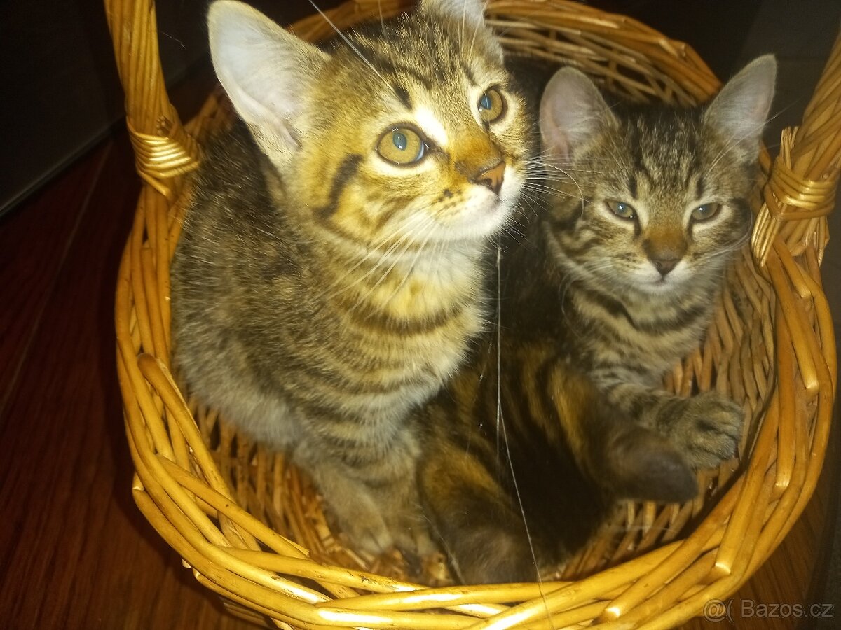 Koťátka Britské modré kočky