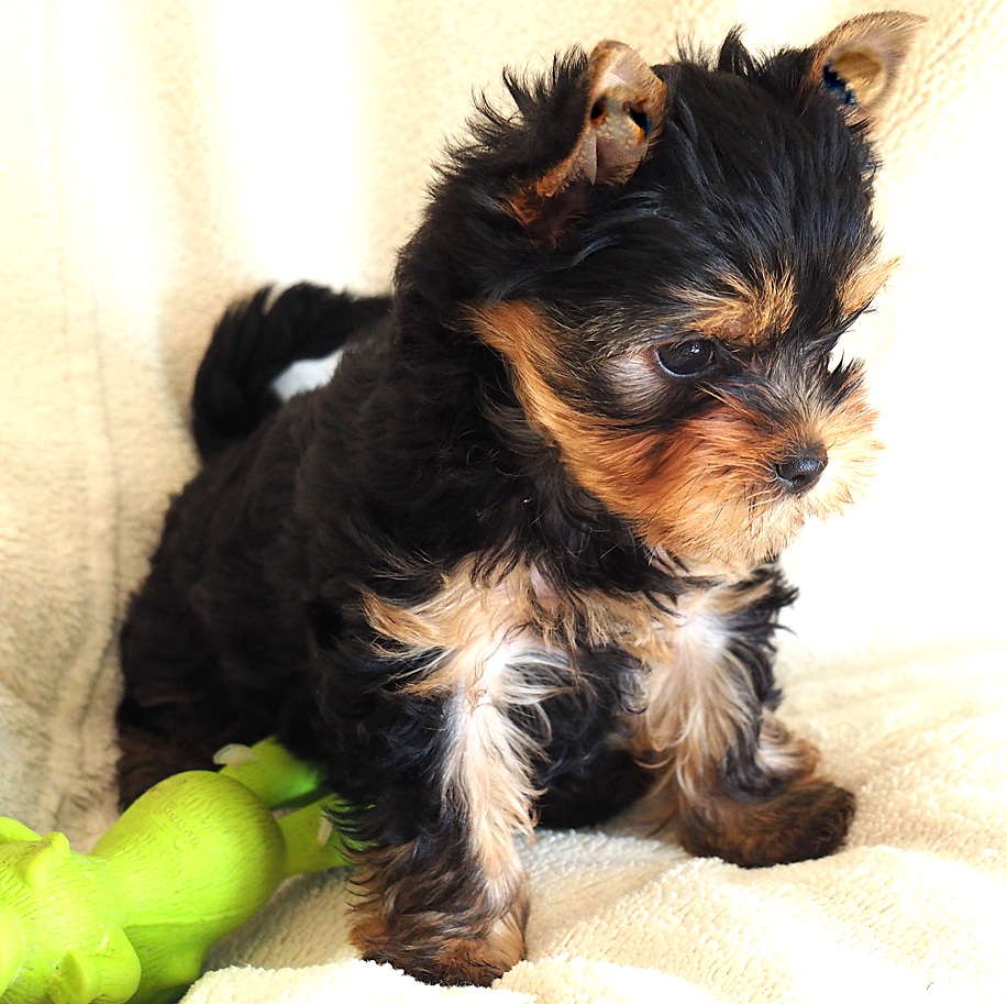 Jorkšírský terier