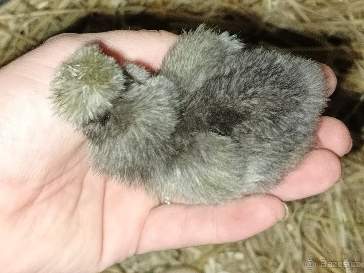 Hedvabnička usa kuřata