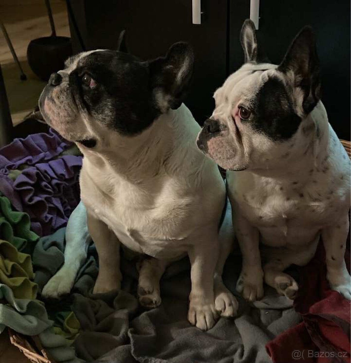 Francouzský buldoček bez PP