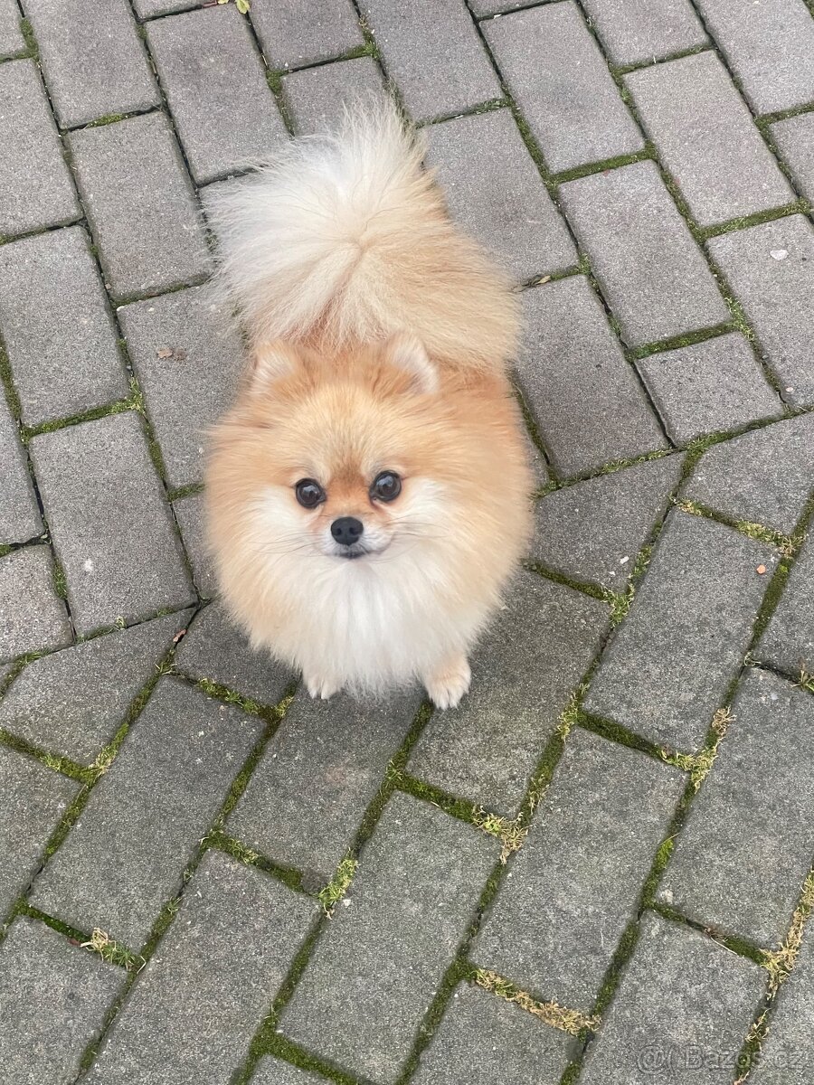 Pomeranian