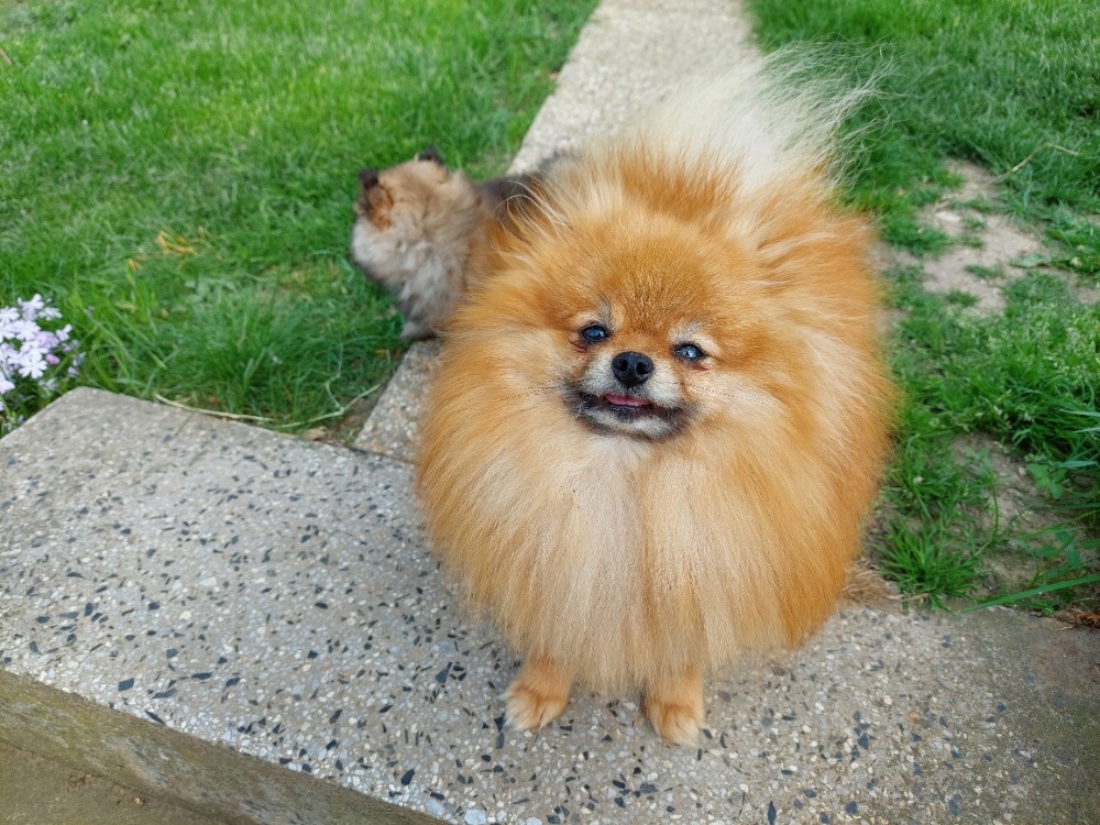 Pomeranian