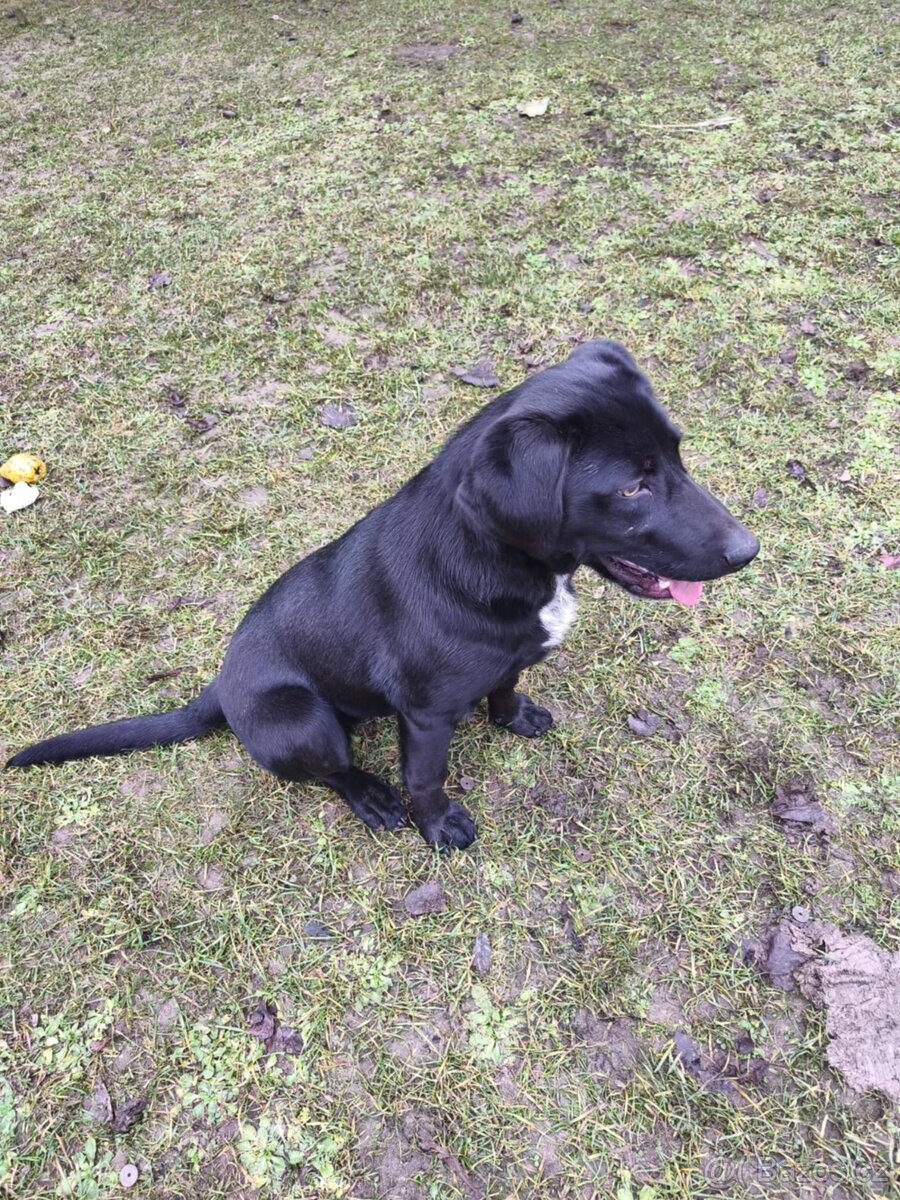 Darujem labradora/ Weimarského stavača