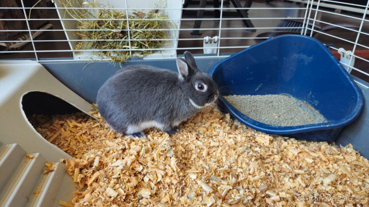Bílopesíkatý šedý