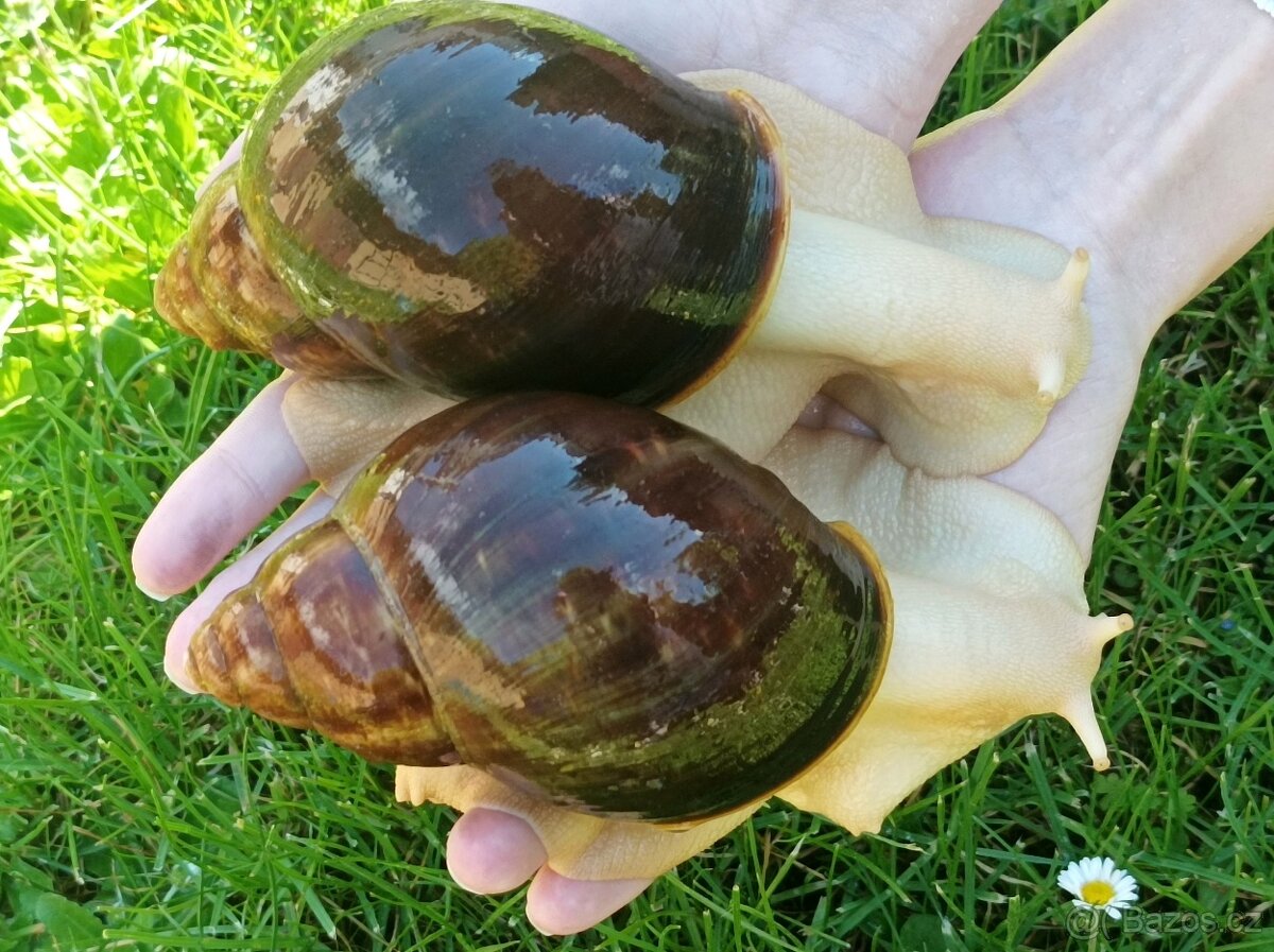 Africký šnek - Archachatina puylaerti leucistic body