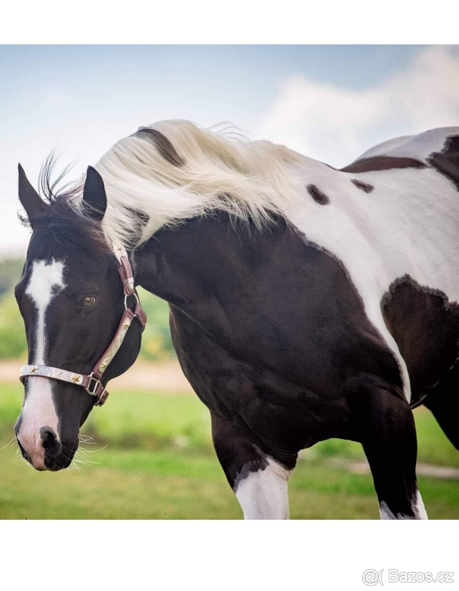 Luxusní PAINT Horse plemeník, DOUBLE HOMOZYGOT