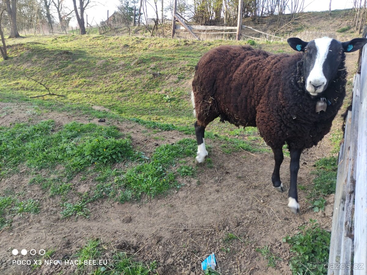 Prodám plemenného berana Zwartbles s POP