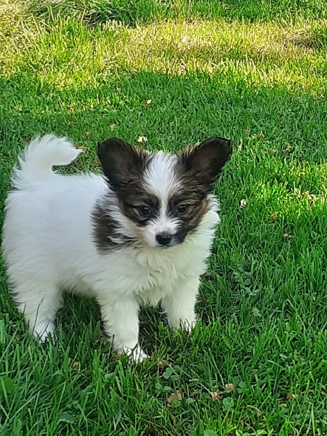 Papillon