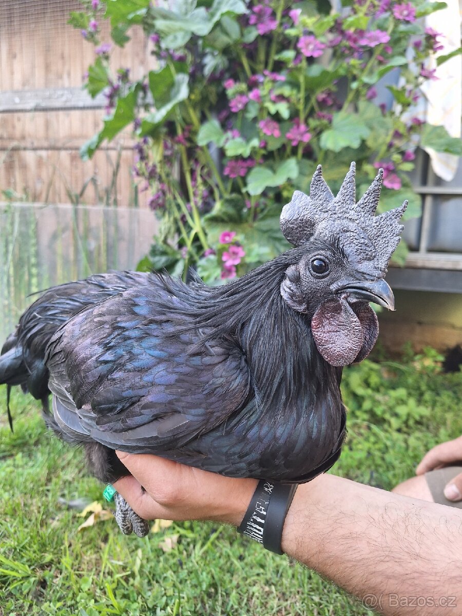 1.0 ayam cemani