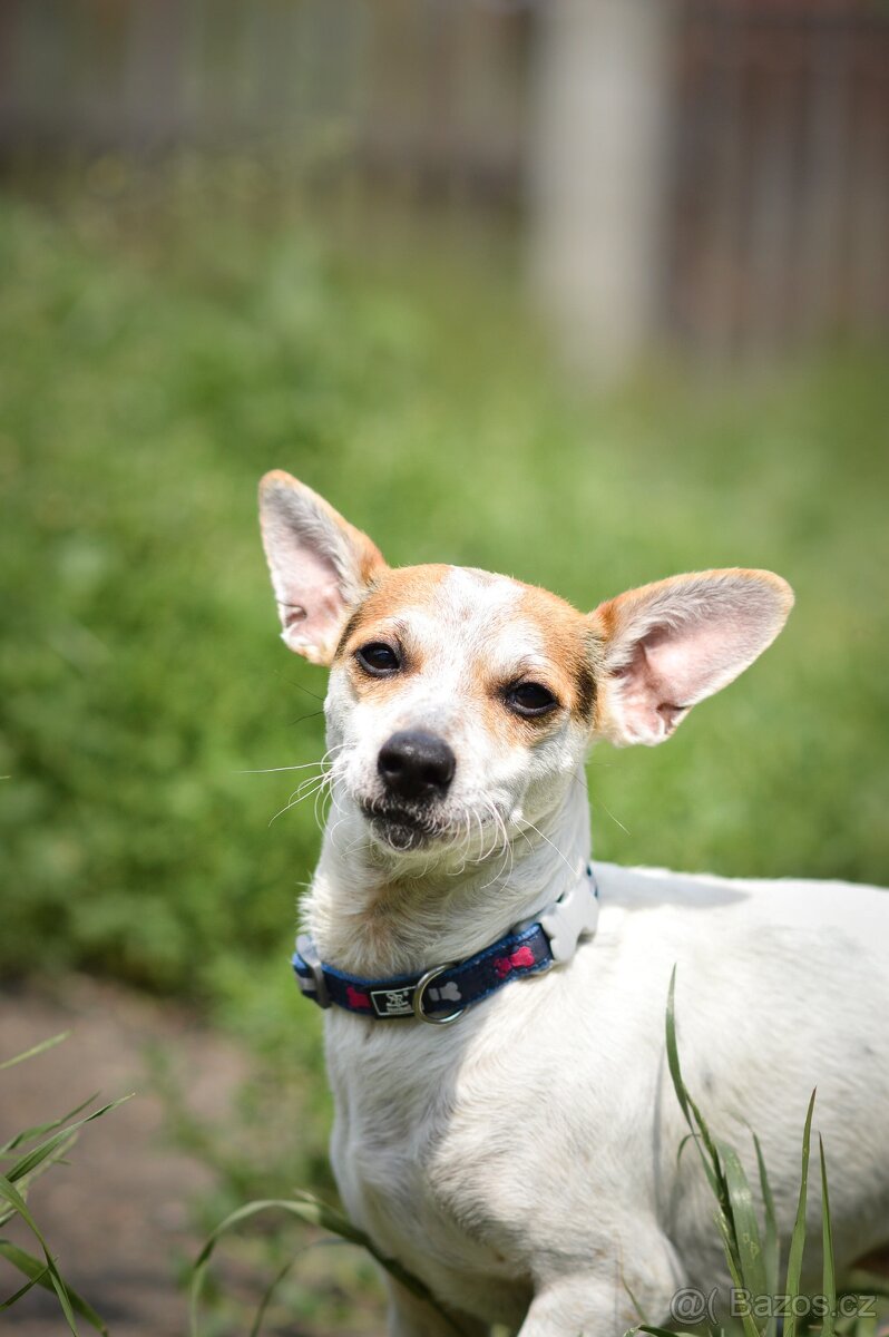 Sezík - x Jack Russel teriér, aktivní, cca 2 roky