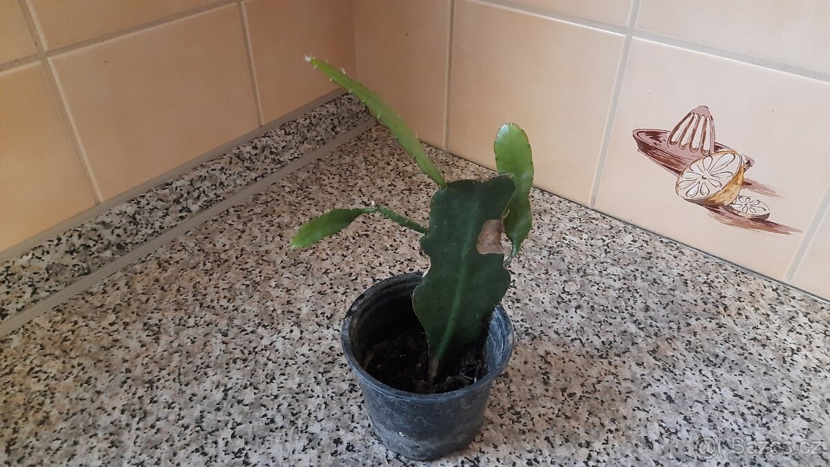 Fylokaktus červený ebo růžový, kaktus