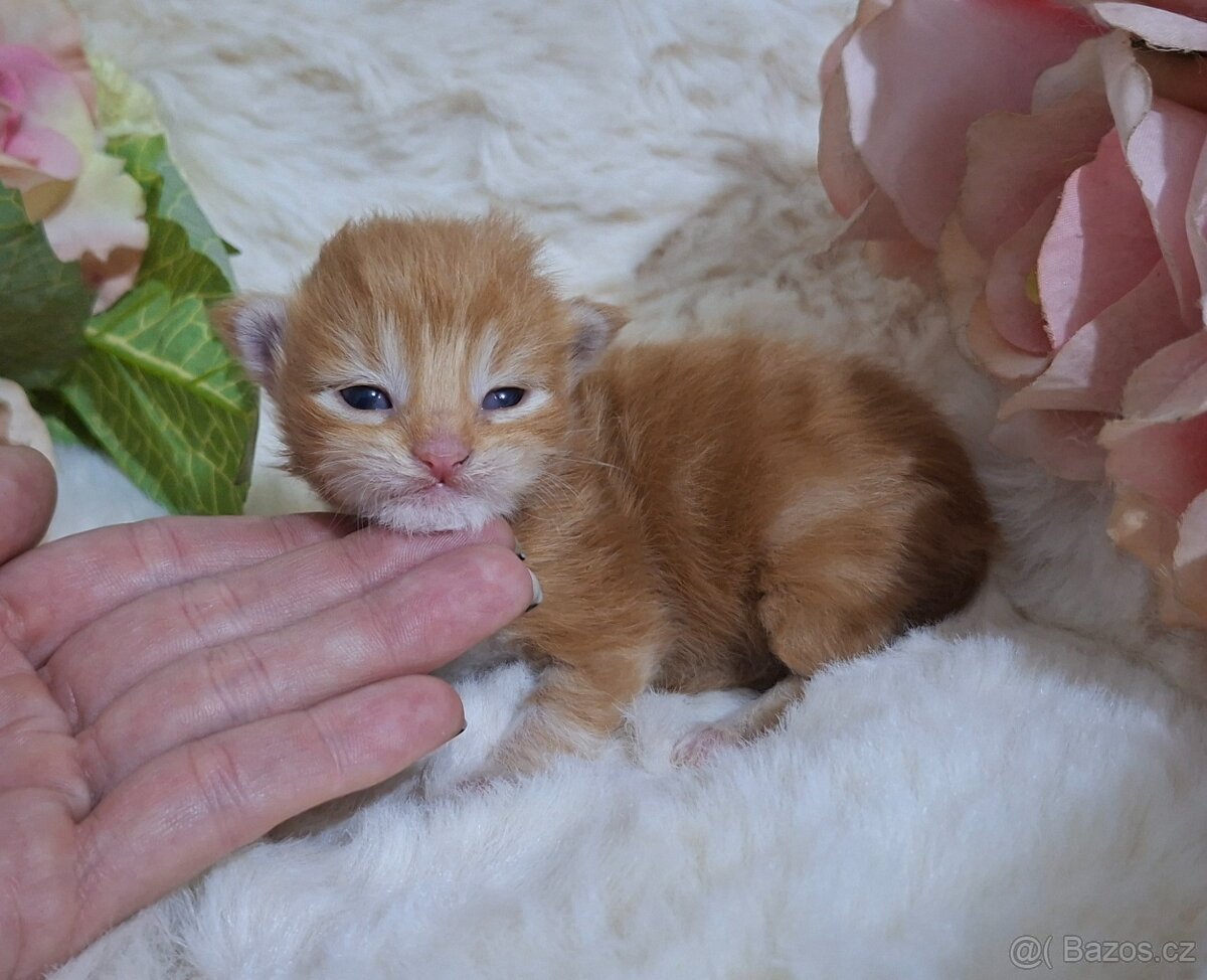 Mainská mývalí bez PP