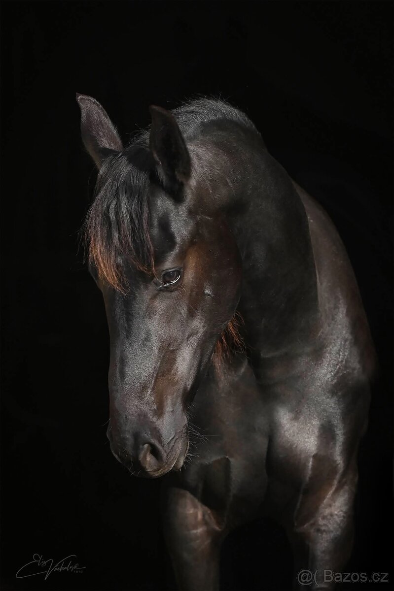 klisna Barock pinto, 5 let