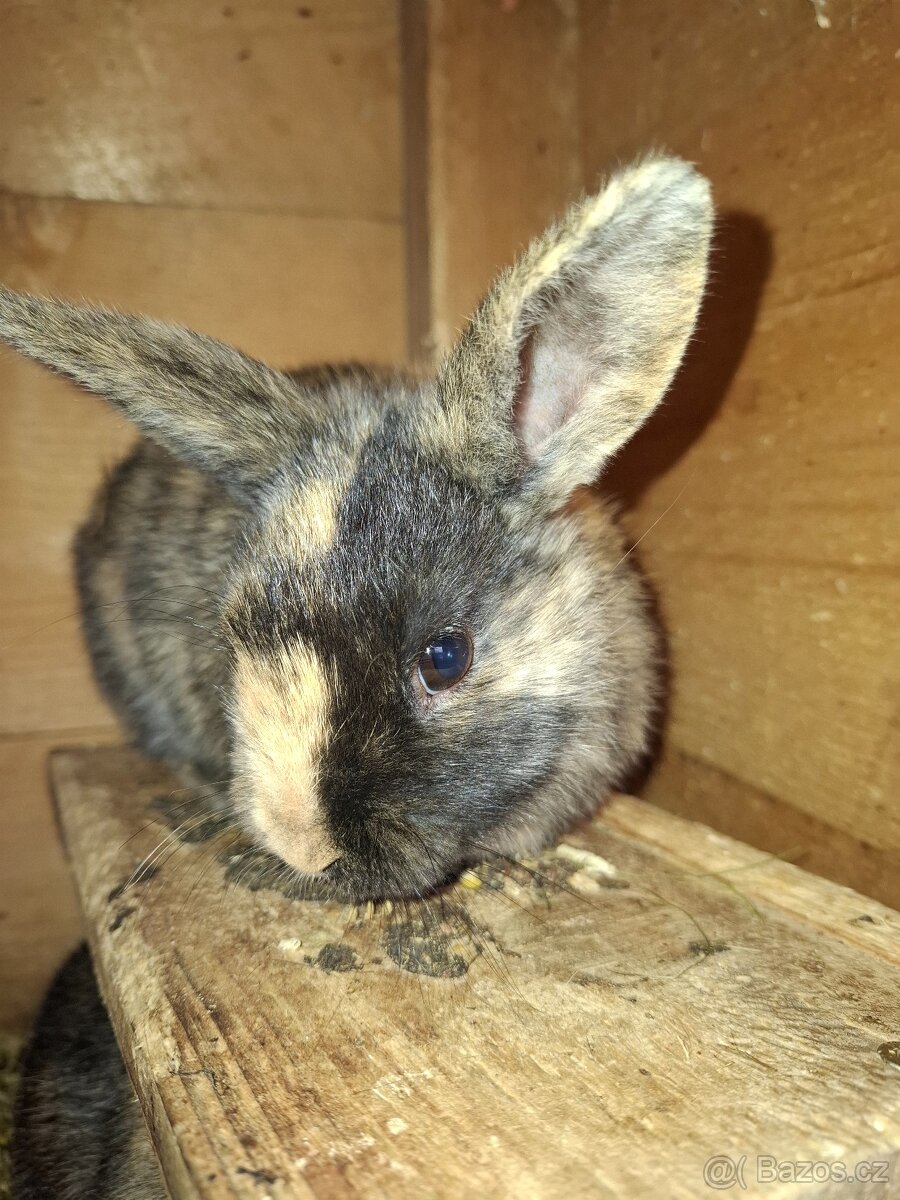 Zakrslý králík-samička