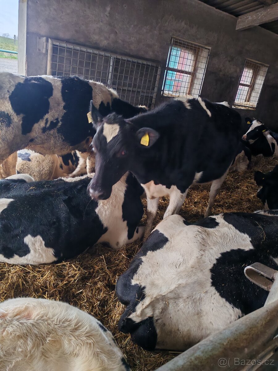 Březí jalovice Holštýn