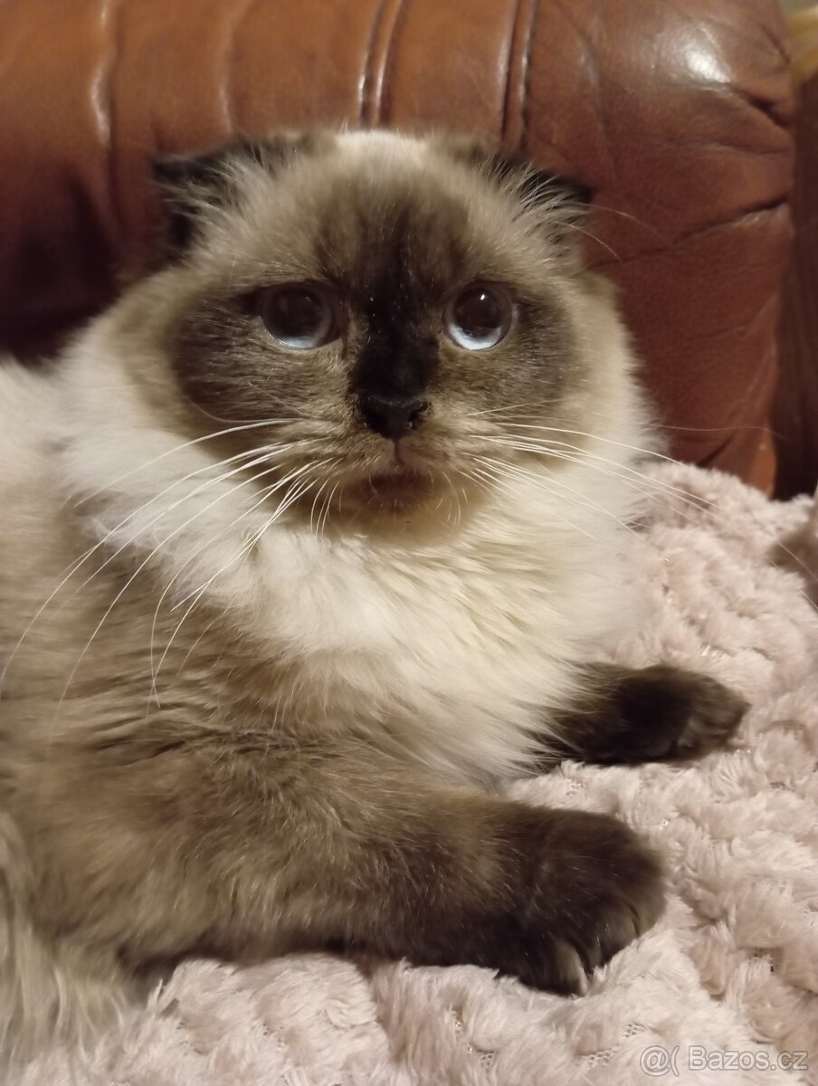 Skotská klapouchá, kotě, kočička.