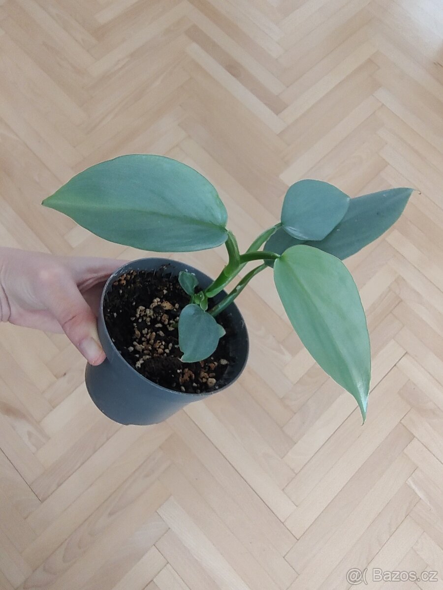 Philodendron hastatum Silver Sword