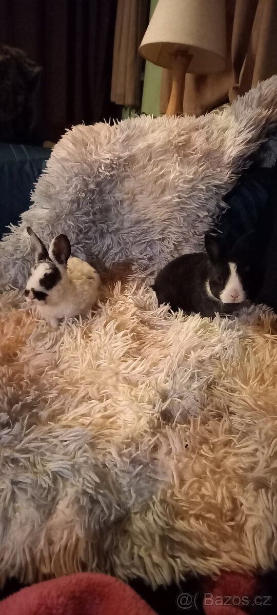 Zakrslý králíček druh Rex krátkosrstý