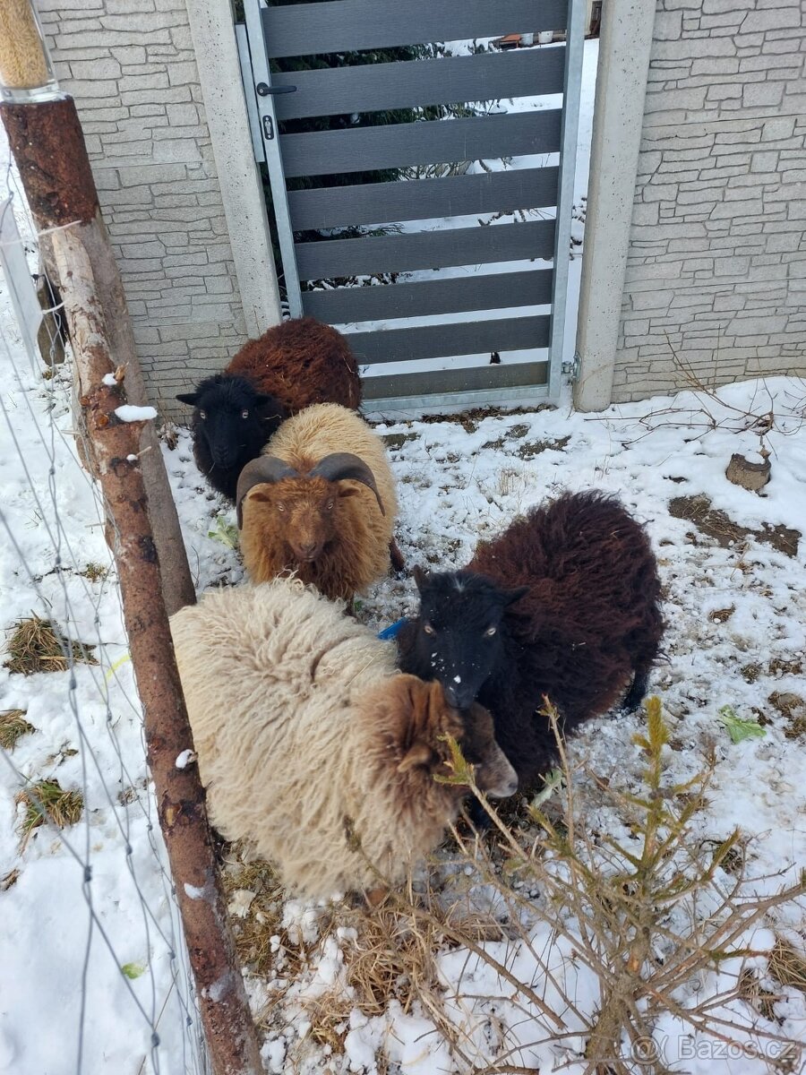 Prodám stádo ovcí