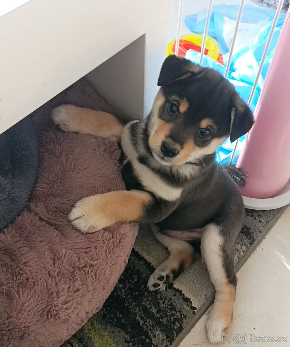 Shiba s PP uchovněný