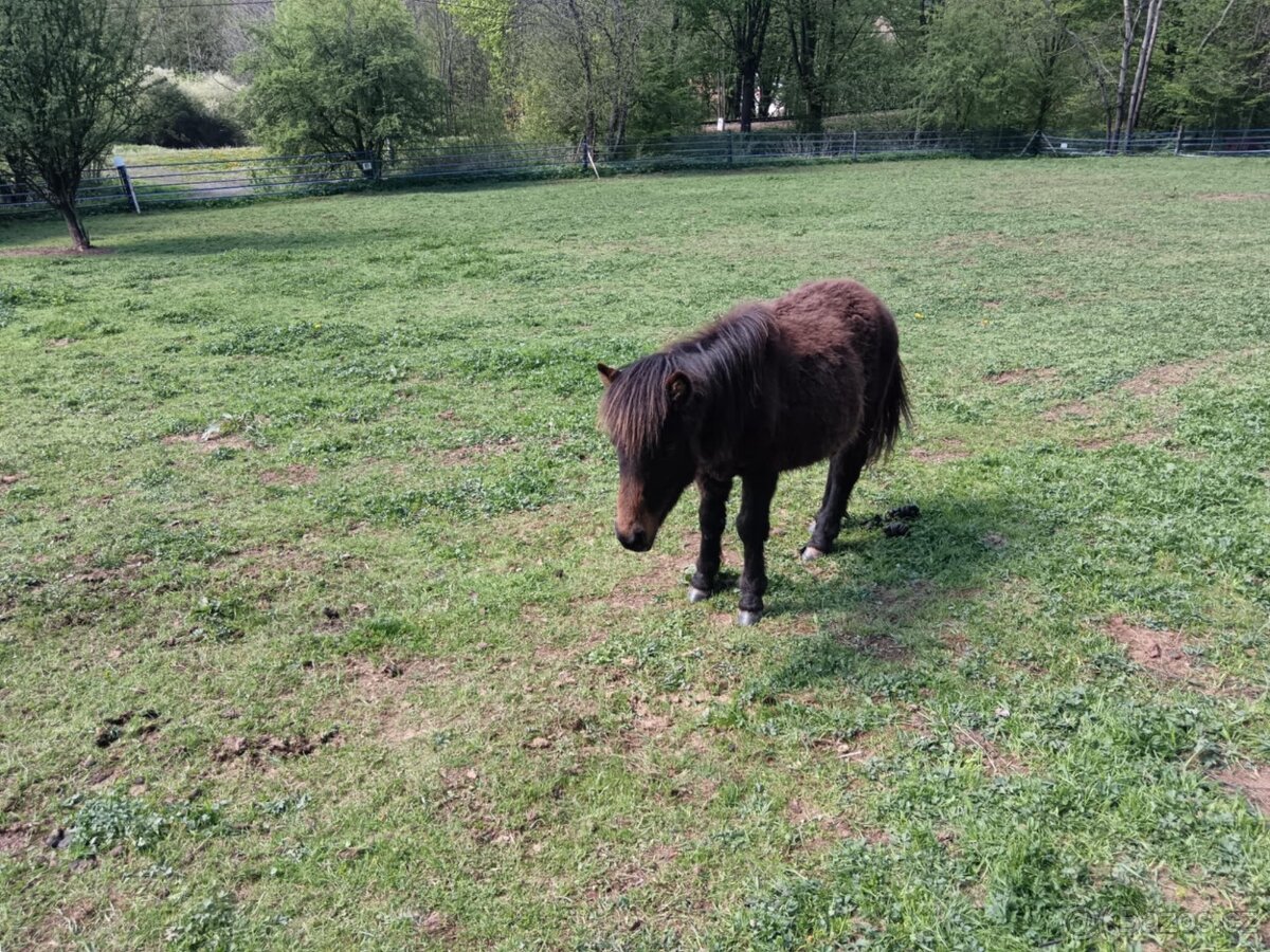 Hříbě